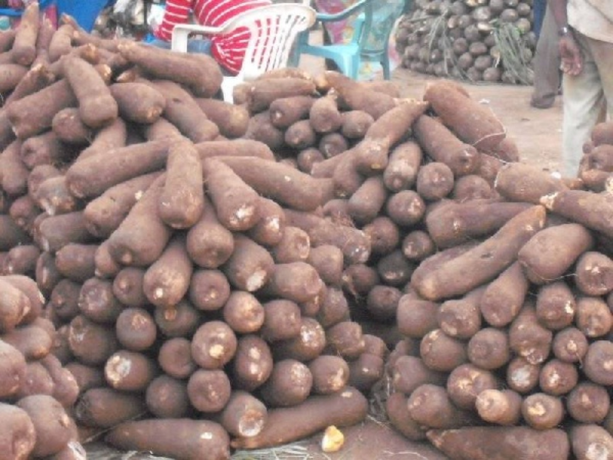 Yam prices surge in Dambai market amid harvest season